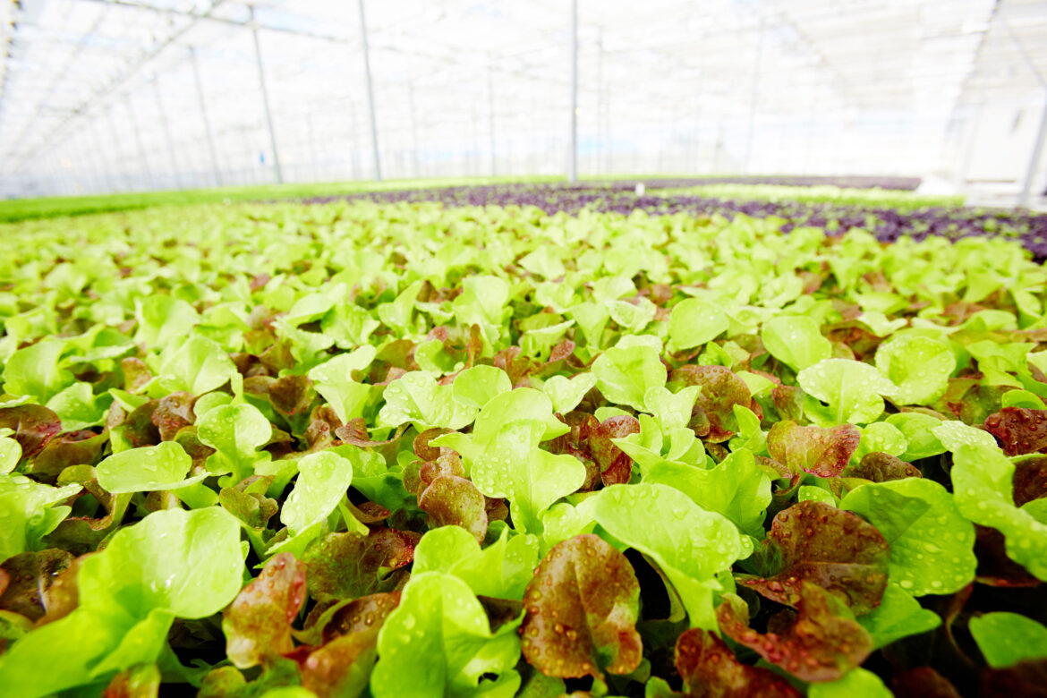 1fresh-lettuce-2021-09-24-03-26-35-utc.jpg