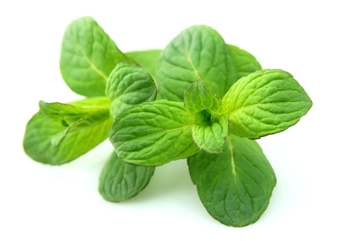 mint-leaves-2021-09-13-23-37-41-utc.jpg