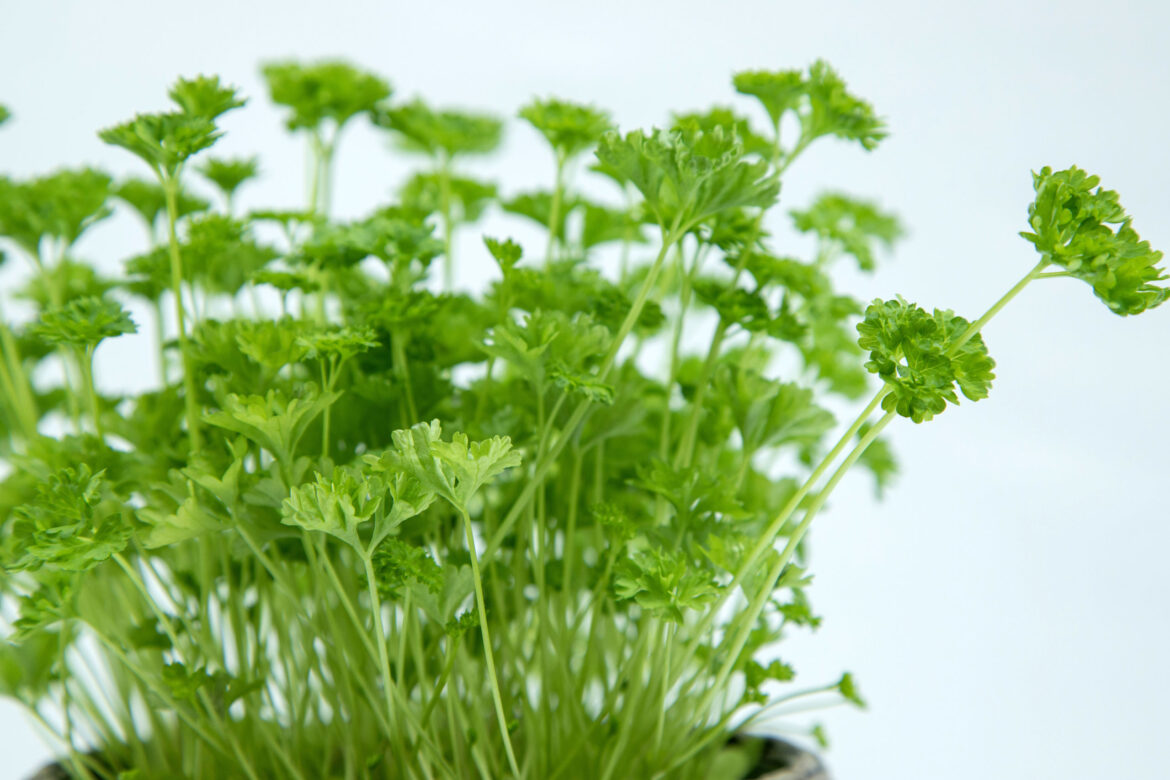 parsley-in-a-pot-closeup_t20_gRpB8Y.jpg