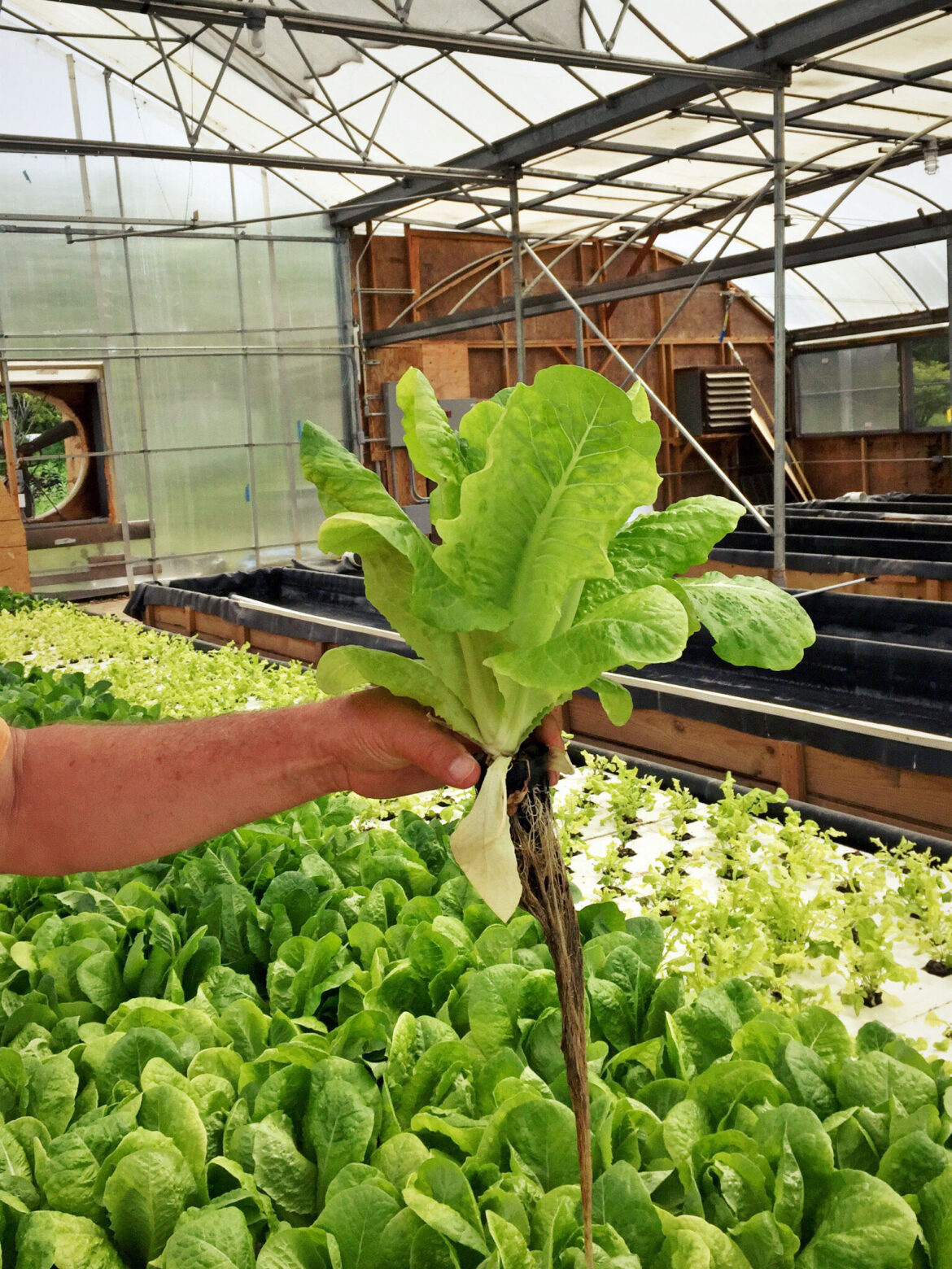 romainethe-greens-grown-at-this-aquaponic-facility-are-fed-by-nutrients-produced-by-koi-fish-that-live-in_t20_negWZA.jpg