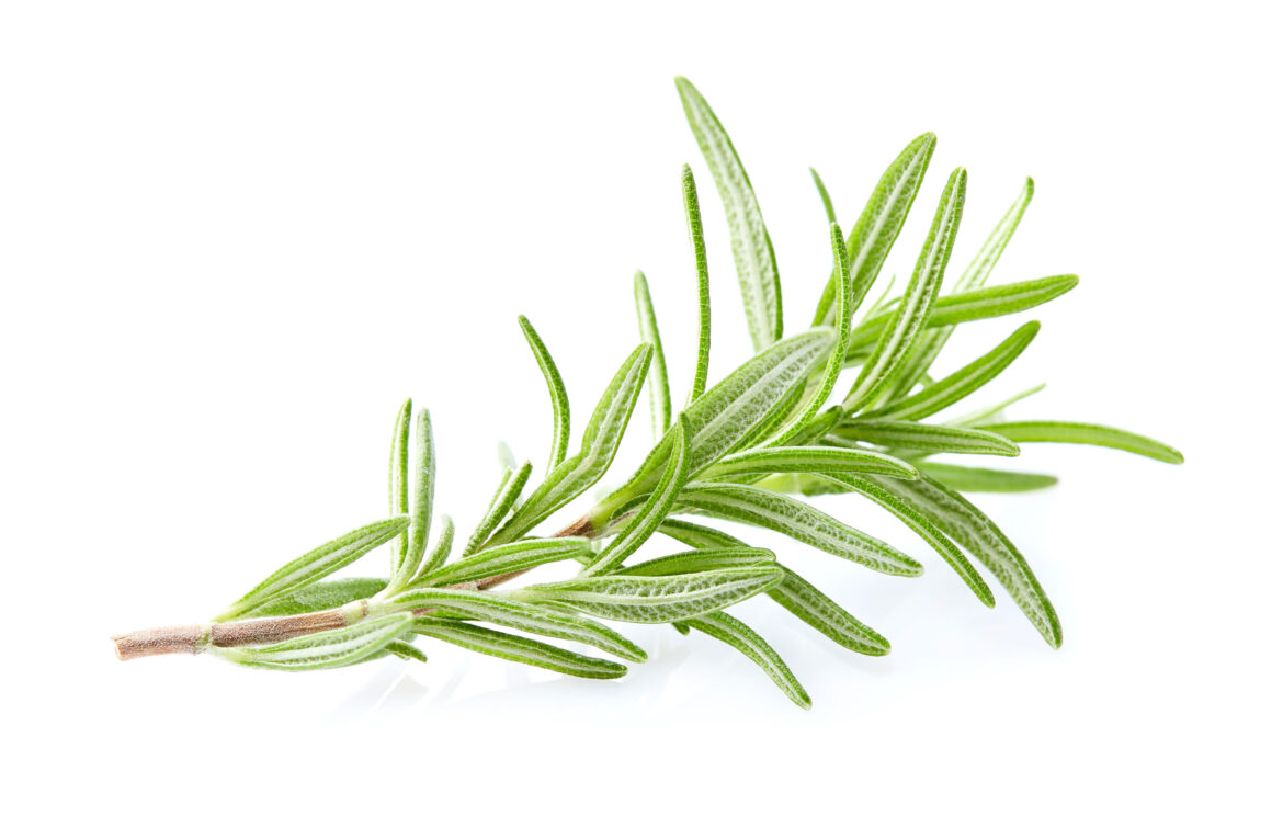 rosemary-plant-in-closeup-on-white-2021-10-21-02-34-55-utc.jpg