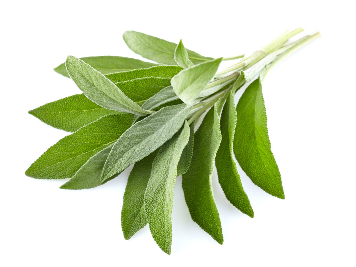 sage-leaves-in-closeup-2021-10-21-02-34-07-utc.jpg