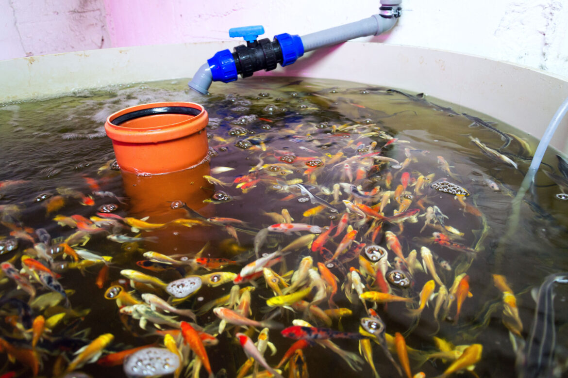 various-fish-species-in-aquaponics-system-combina-2021-08-30-17-37-07-utc.jpg
